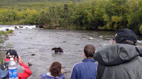 Turismo de avistamiento de osos en Estados Unidos.Turismo de avistamiento de osos en Estados Unidos