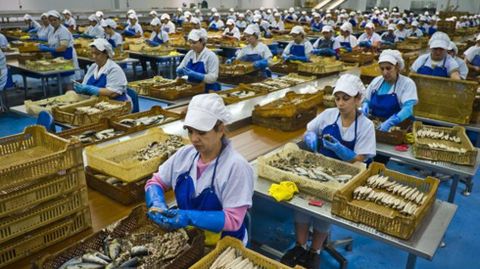 Un grupo de trabajadoras durante su jornada laboral en una fbrica de conservas de pescado