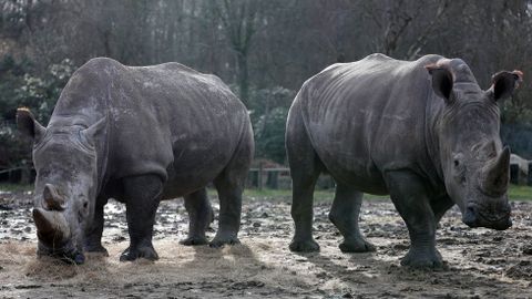 El rinocerente abatido viva con otros dos ejemplares en el zoolgico de Thoiry