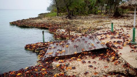 Cangrejos rojos llegan desde los bosques al mar para desovar en playa Girn (Cuba)