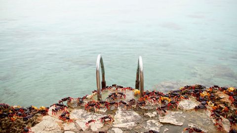 Cangrejos rojos caminan desde los bosques al mar para desovar en playa Girn (Cuba)