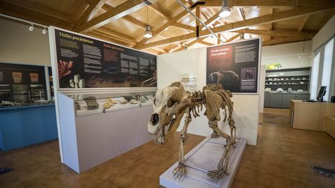 Una réplica de un esqueleto de oso cavernario -la única completa que puede verse en Galicia- preside la sección de paleontología.