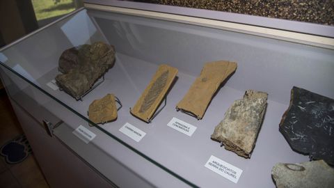 Fósiles del Paleozoico en una de las vitrinas del museo