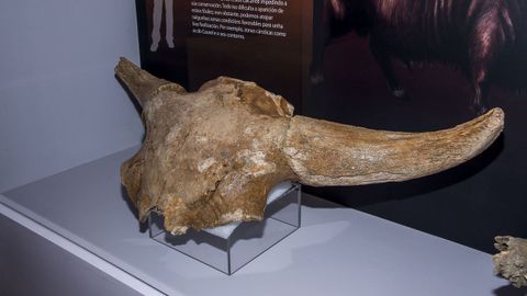 Fragmento de cráneo y cuernos de bisonte lanudo