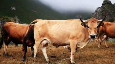 La vaca casina pastando en la Cordillera Cantábrica