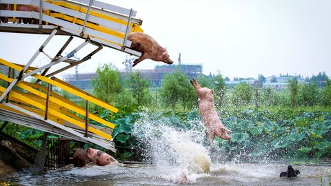 Cerdos al agua en China. 
