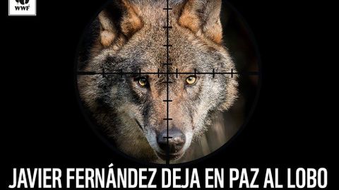 Ecologistas quieren acabar con el «exterminio oficial» del lobo en Asturias