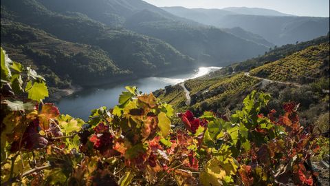 Las hojas de los viñedos cambian de tonalidad en la ribera de Doade, en Sober