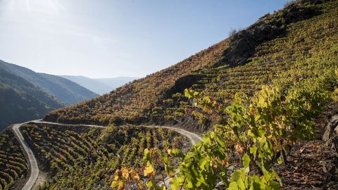 Terrazas vitícolas sobre las laderas del cañón del Sil en Sober