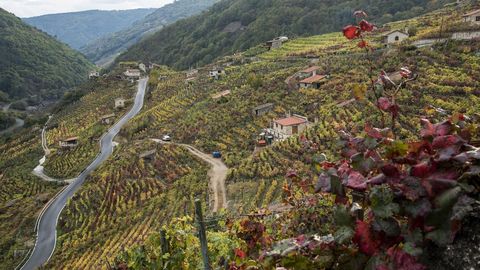 Otra vista de los viñedos de San Fiz, en Chantada