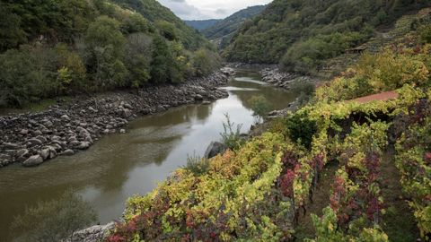 El cauce menguado del Miño corre al pie de las viñas en Chantada