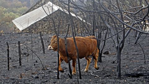 Una vaca en un terreno quemado