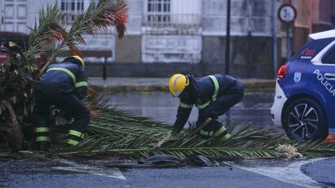 Bomberos de Ferrol procedieron a la retirada de la palmera, que invadía parte de la calzada