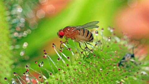 El genoma de la «Drosophila melanogaster» es muy similar al humano