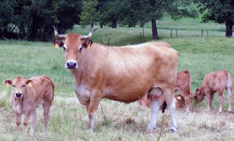 Vacas de la raza asturiana de los valles