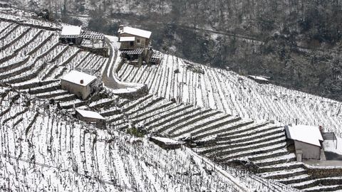 La nieve que deja el temporal cubre los bancales de las viñas de la Ribeira de San Fiz.