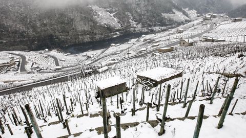 La nieve que deja el temporal cubre los bancales de las viñas de la Ribeira de San Fiz.