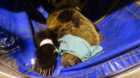 Beato, el oso rescatado en Cantabria