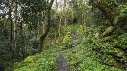 La ruta discurre en medio de una densa vegetacin riberea 