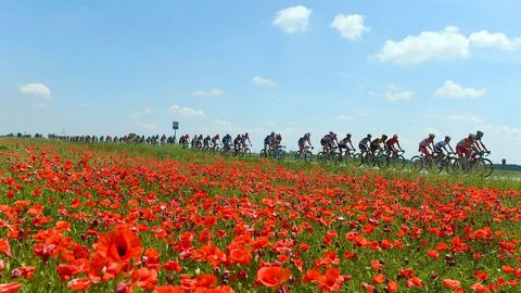 El pelotón del Giro de Italia pasa junto a un campo de amapolas entre Abbiategrasso y Prato Nevoso