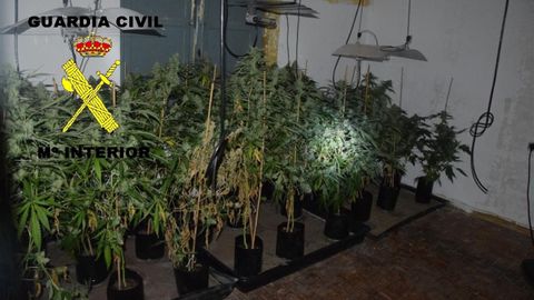 La Guardia Civil interviene ms de 100 plantas de marihuana en Olloniego