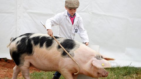 Un niño muestra un cerdo durante una competición en Reino Unido.