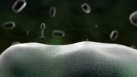 Animacin de un bacterigrado en 3D