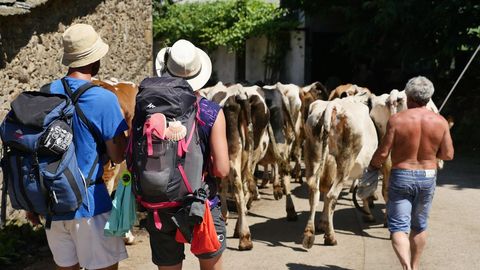 Peregrinos y vacas conviven en el Camino en Ligonde, Monterroso 