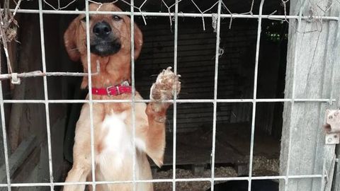 Perros que an esperan hogar en la perrera ilegal de La Luz