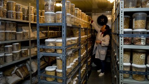En Galicia, el banco de germoplasma de Mabegondo, contribuye a recuperar alimentos autóctonos