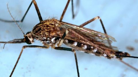 Un mosquito aedes japonicus