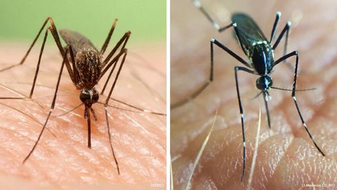 A la izquierda, el mosquito asiático, y a la derecha, el mosquito tigre