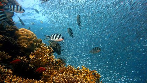 Un gallego en la Gran Barrera de Coral