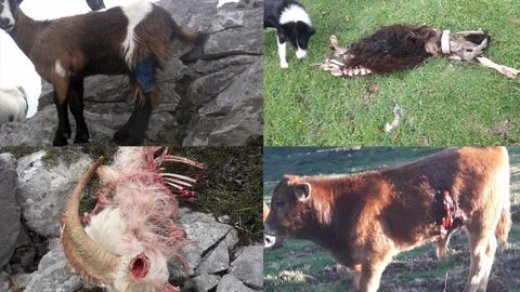 ataque lobo ganadería lobos animales heridas.Los estragos del lobo en las especies ganaderas de Asturias