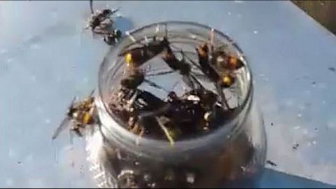 MIEL Y ALCOHOL EN BOTES ABIERTOS. Mueren hacinadas en el frasco, pero las abejas no se acercan a él al emplear el etílico.