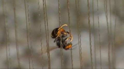 ARPA ELECTRICA. Ideada en Francia, la corriente aturde los insectos, que caen a un recipiente con líquido en la parte inferior.