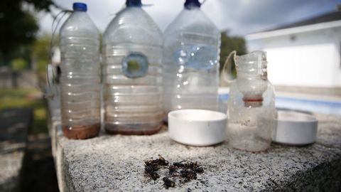 BOTELLAS. La fórmula más empleada. Se practican unos agujeros laterales por donde entran las avispas o bien se corta la parte superior.