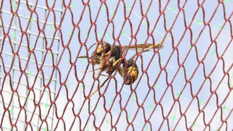 REDES Y CEBADEROS. La malla evita que la velutina acceda a la colmena y los comederos con insecticida la impregnan de veneno.