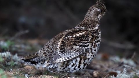 Grévol, un ave extinta que se reintroducirá en España