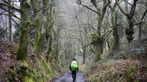 Gran parte del Camino de Santiago transcurre por Galicia entre bosques autctonos, como este tramo de A Uceira