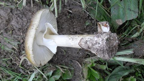 Oronja verde o cicuta