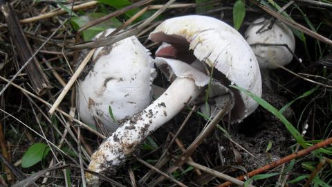 Champiñón toxico