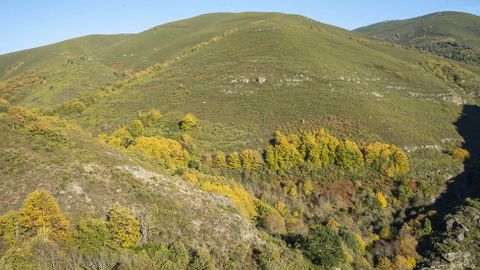 Devesas o bosques mixtos de Montouto y Cervo