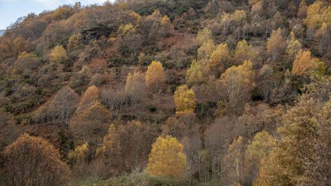 Bosque de castaño de la aldea quiroguesa de Vieiros