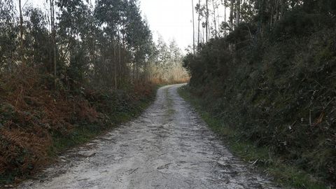 Imagen de un cortafuegos desbrozado en el monte de San Roque, en Viveiro