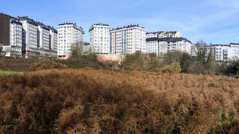 La vaguada de O Carme. La gran cantidad de vegetación que existe en las fincas que conforman la vaguada do Carme propicia que los jabalíes se escondan en el lugar. De hecho, salen con mucha frecuencia a la calle, tal y como ocurrió el pasado fin de semana cuando grandes ejemplares se pasearon por las aceras de la ronda sin mostrarse asustados cuando les hicieron fotos y vídeos. fotos: alberto lópez