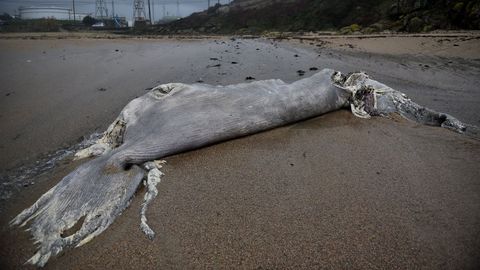 ballena