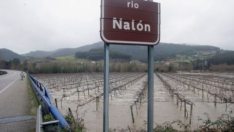 Estado que presenta una plantacin de kiwis en el concejo de Pravia por el desbordamiento del ro Naln como consecuencia de las intensas lluvias caidas en las ltimas horas