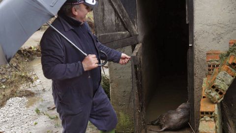 Un hombre observa sus cerdos que han fallecido en la localidad asturiana de Laviana a causa del temporal de lluvias registrado en los ltimos das en Asturias