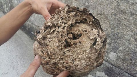 Nido de avispa asiática localizada en Ordes
